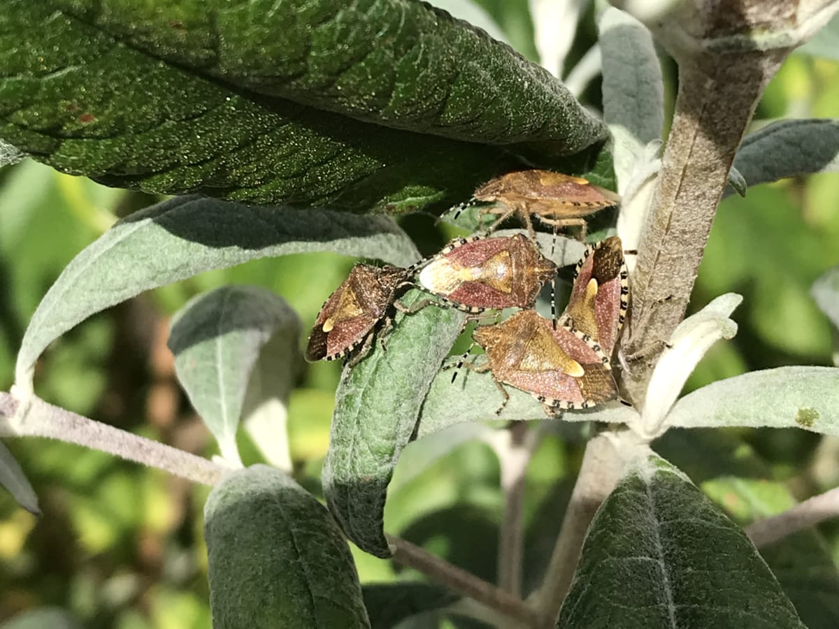 Shield Bugs Shield Bugs