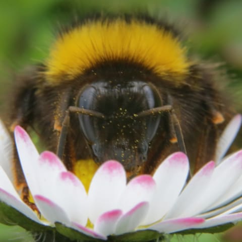 Seeds For Bumblebees