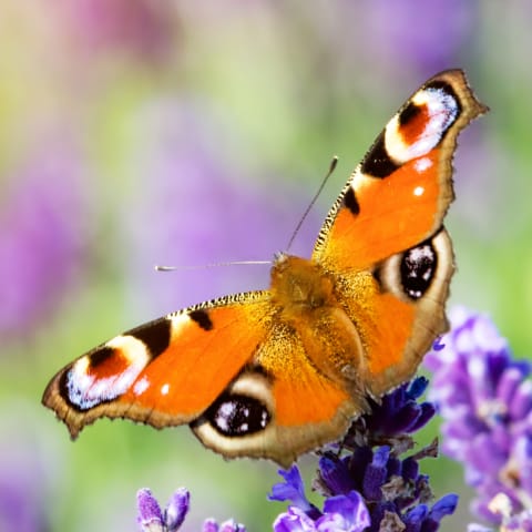 Seeds for Butterflies