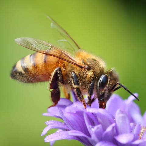 Seeds for Honey Bees