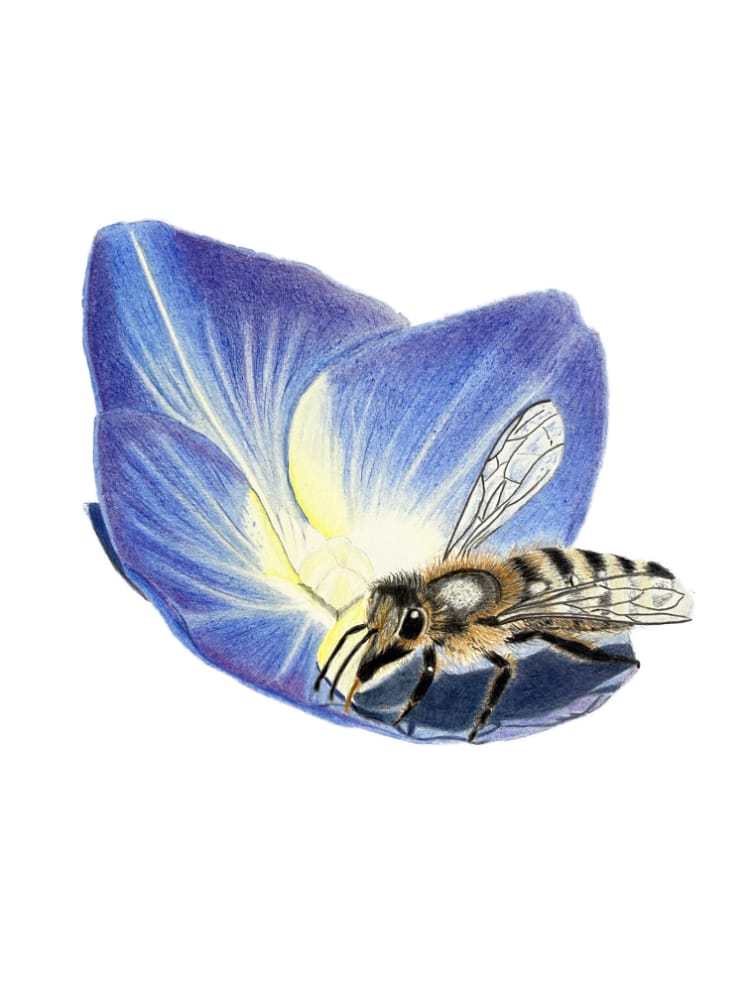 Bee On Flower Petal