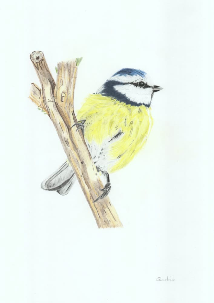 Blue Tit Signed Art Print