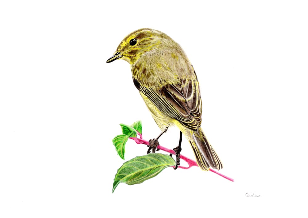 Chiffchaff Signed Art Print