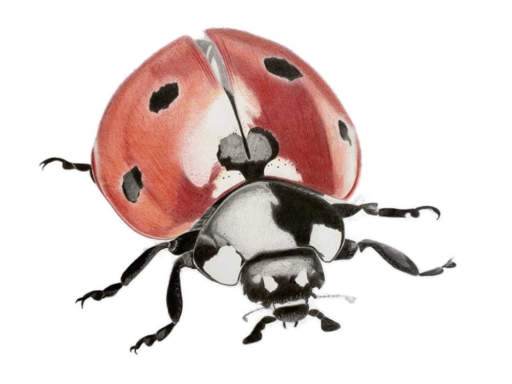 The Ladybird Print