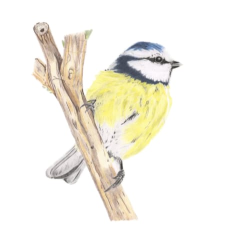 Blue Tit Signed Art Print