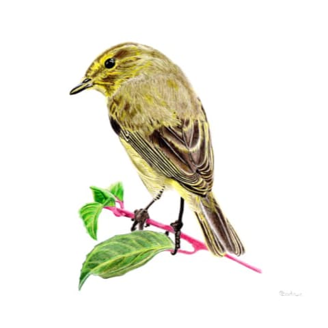Chiffchaff Signed Art Print
