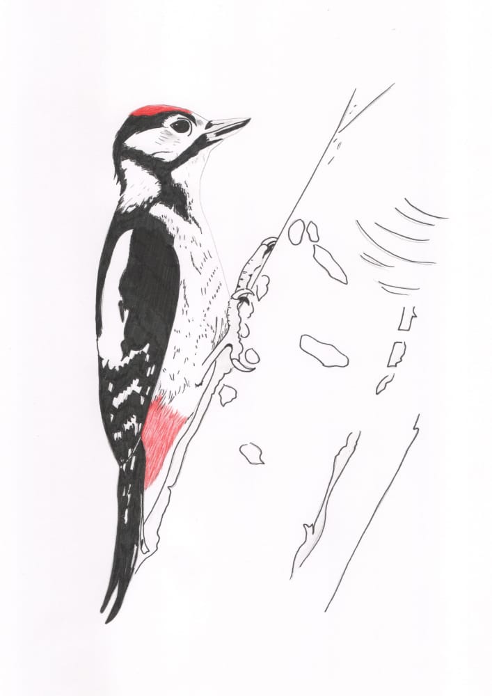 Woodpecker