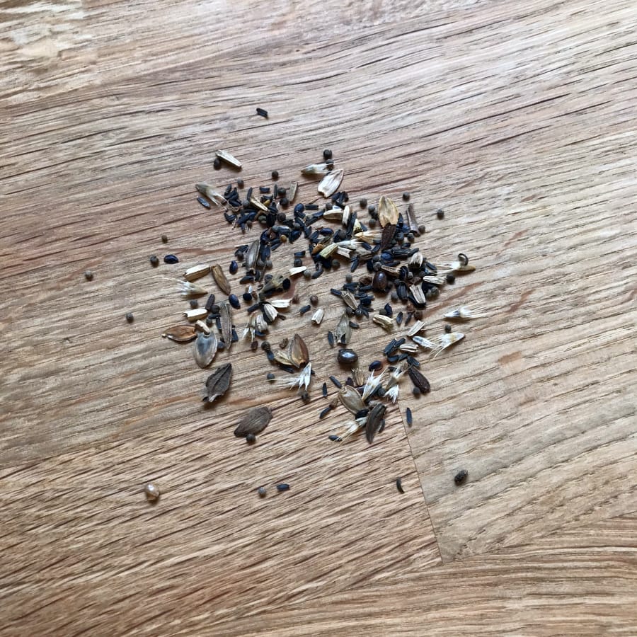 American Prairie Wildflower Seed Mix American Prairie Wildflower Seed Mix