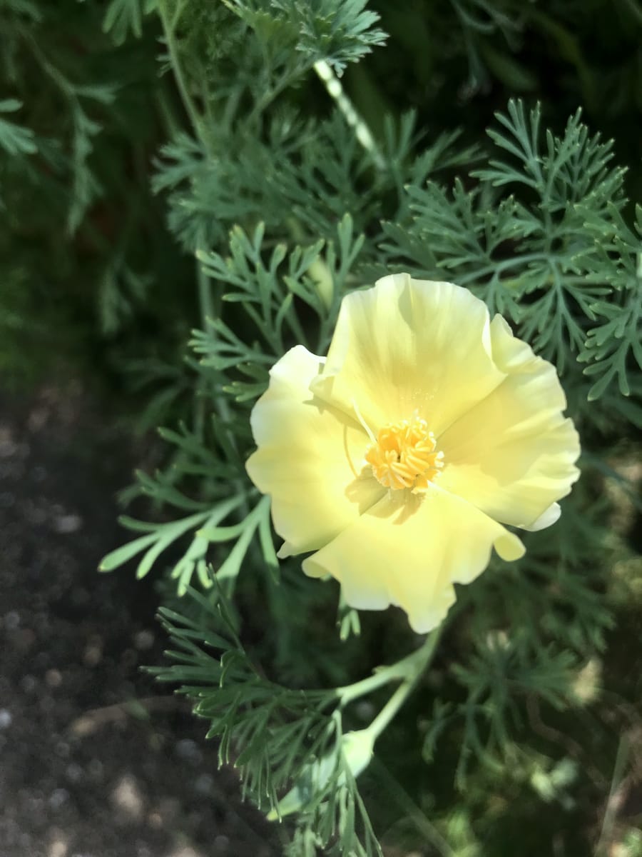 American Prairie Wildflower Seed Mix