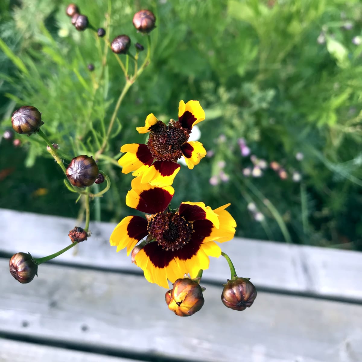 American Prairie Wildflower Seed Mix