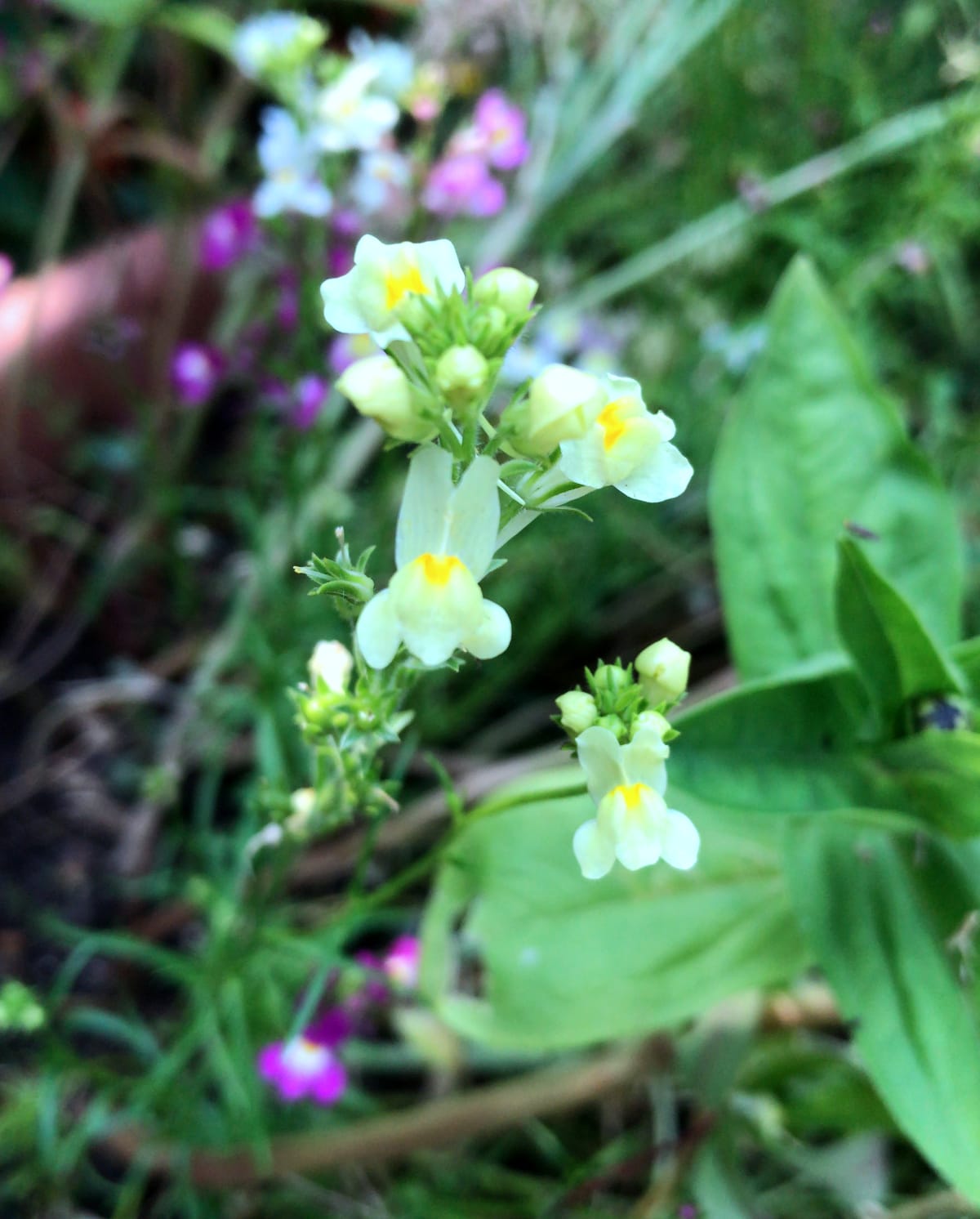 American Prairie Wildflower Seed Mix