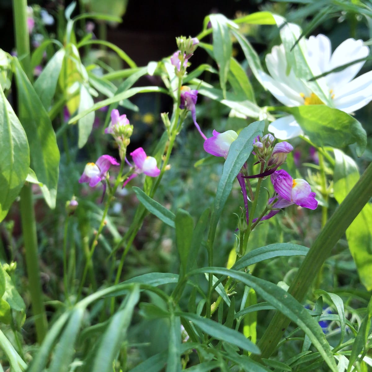 American Prairie Wildflower Seed Mix