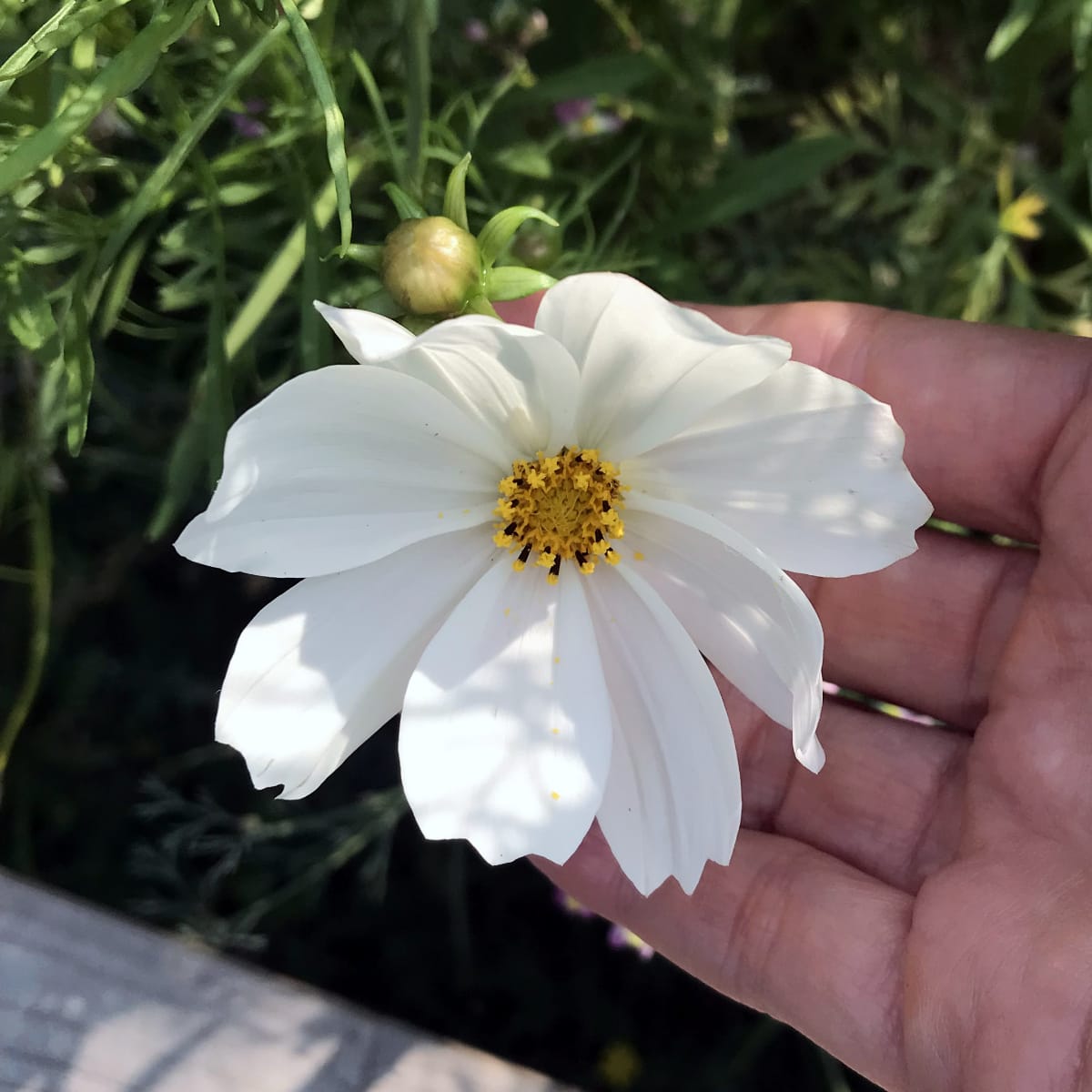 American Prairie Wildflower Seed Mix