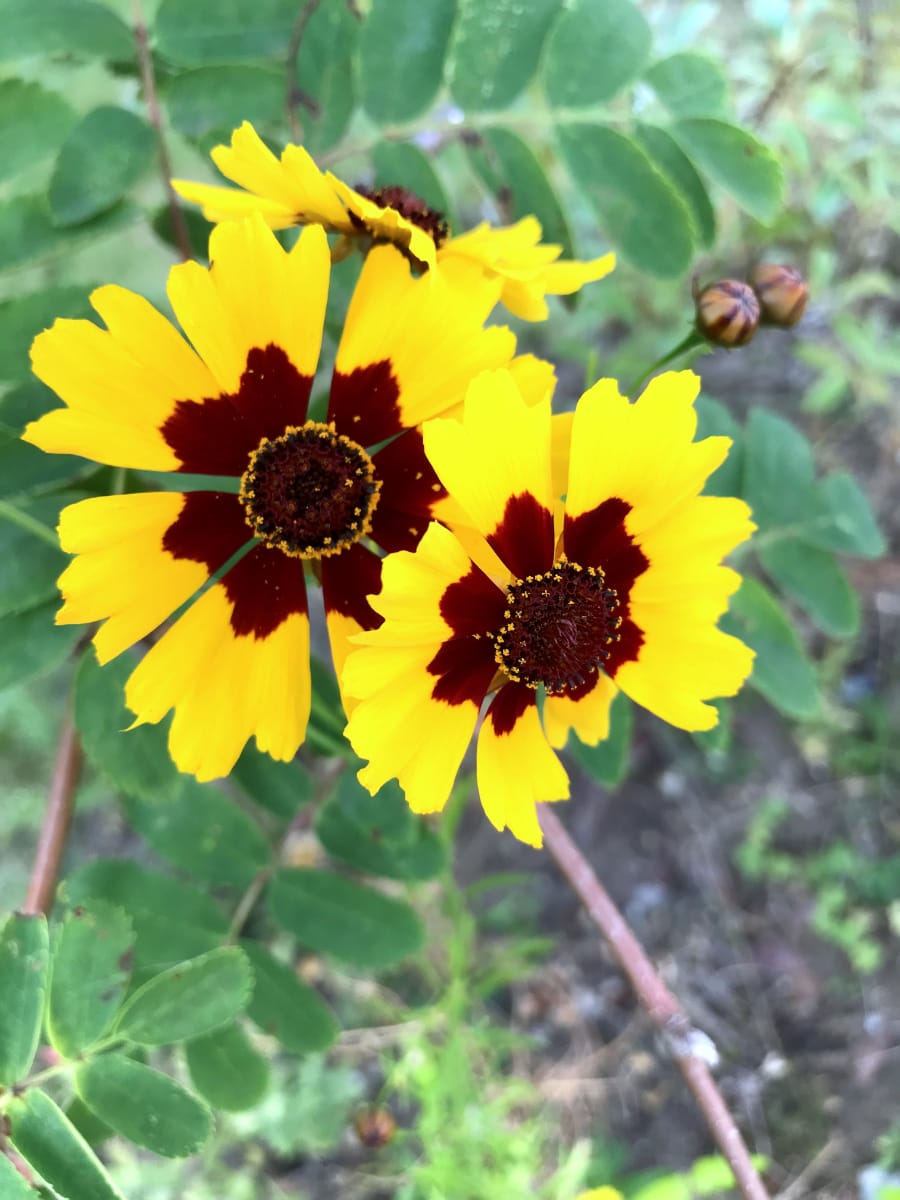 American Prairie Wildflower Seed Mix