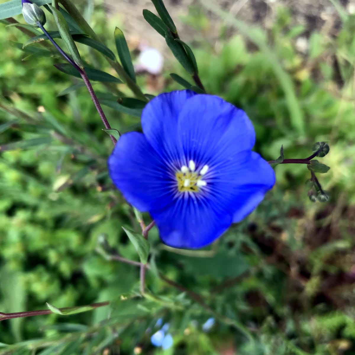 American Prairie Wildflower Seed Mix