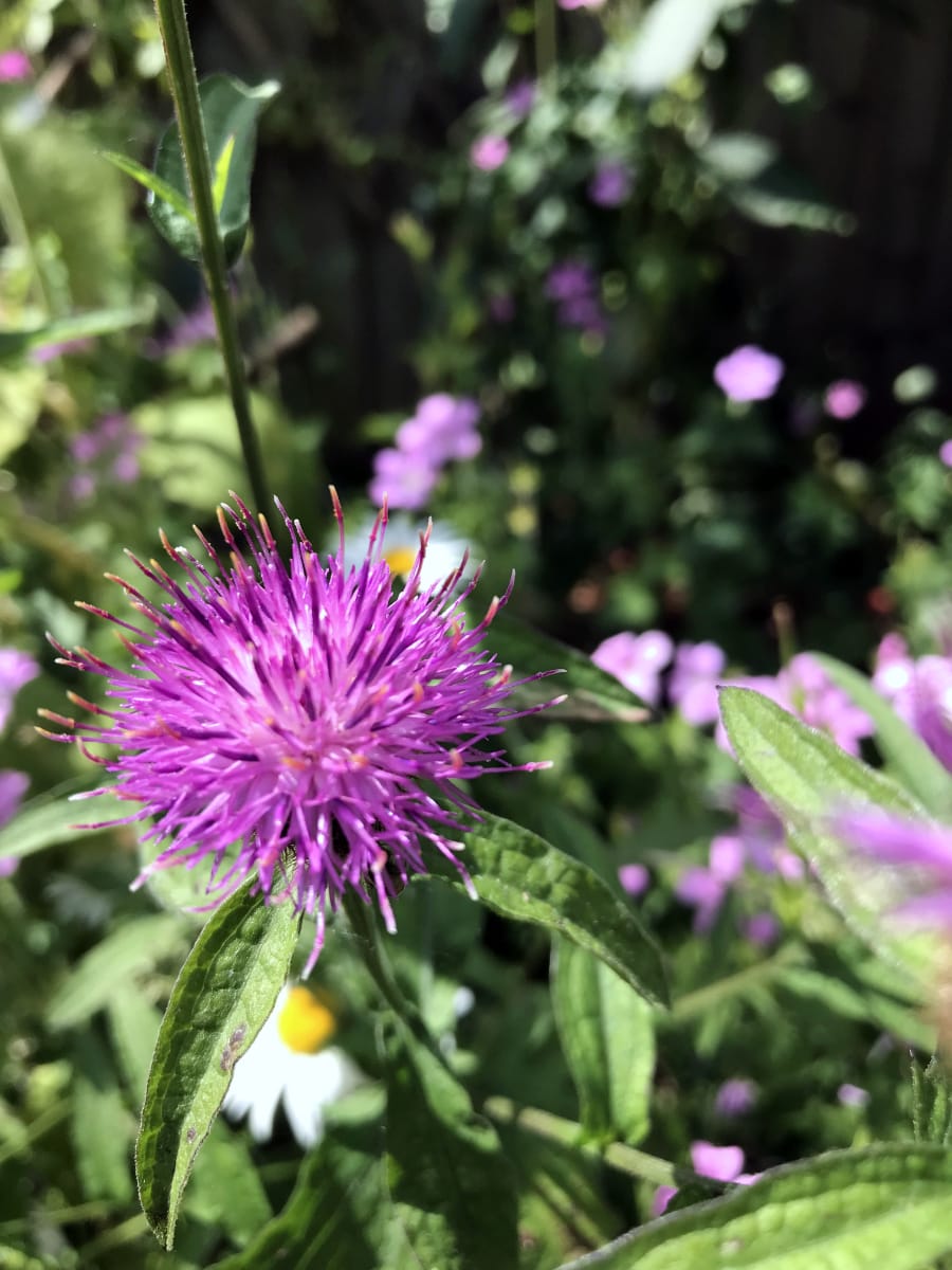 thumbnail image 2 of Country Creek Acres Wildflower Seed Mix (16 Oz) - Over 9000 Seeds For Gardens 2 of 6