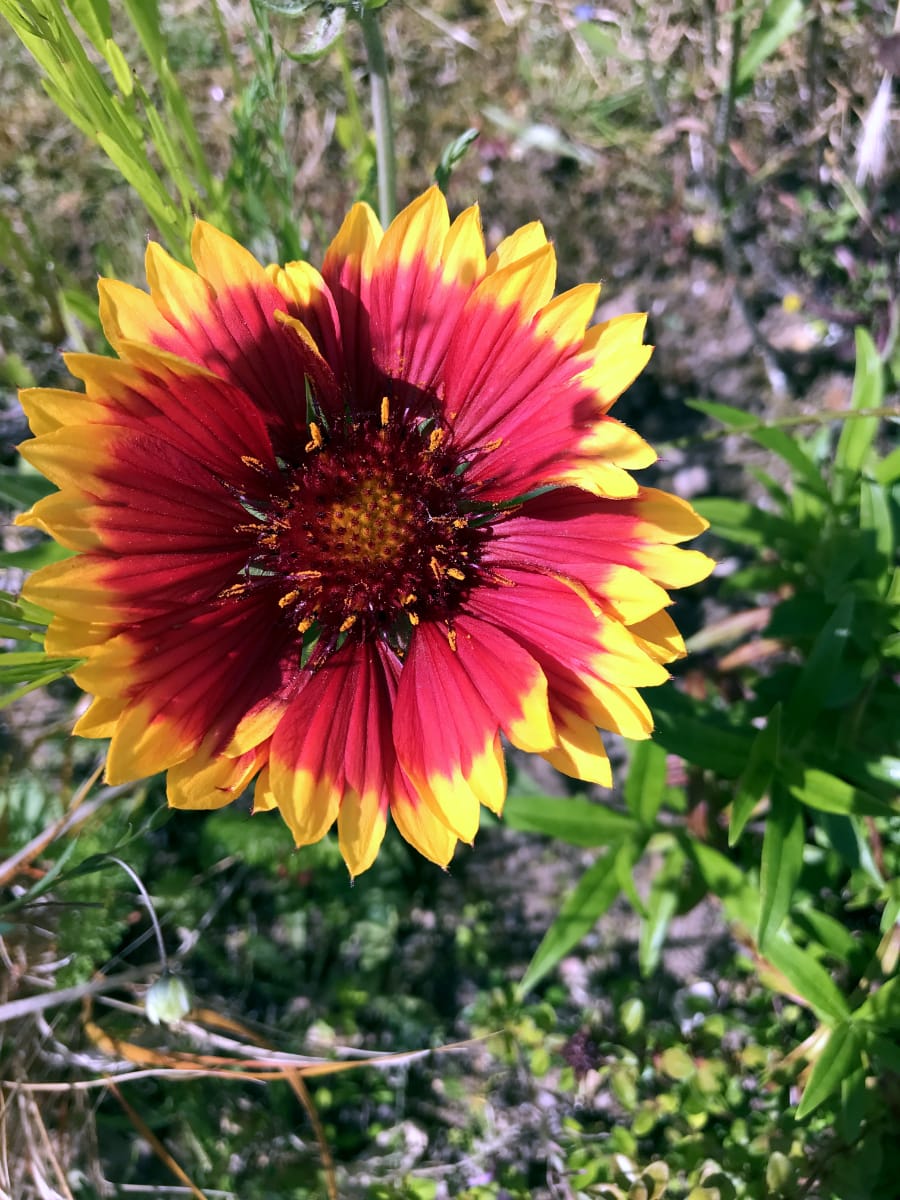 American Prairie Wildflower Seed Mix American Prairie Wildflower Seed Mix