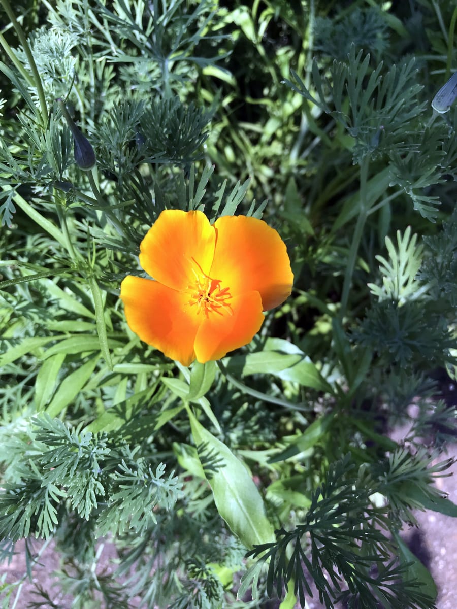 American Prairie Wildflower Seed Mix