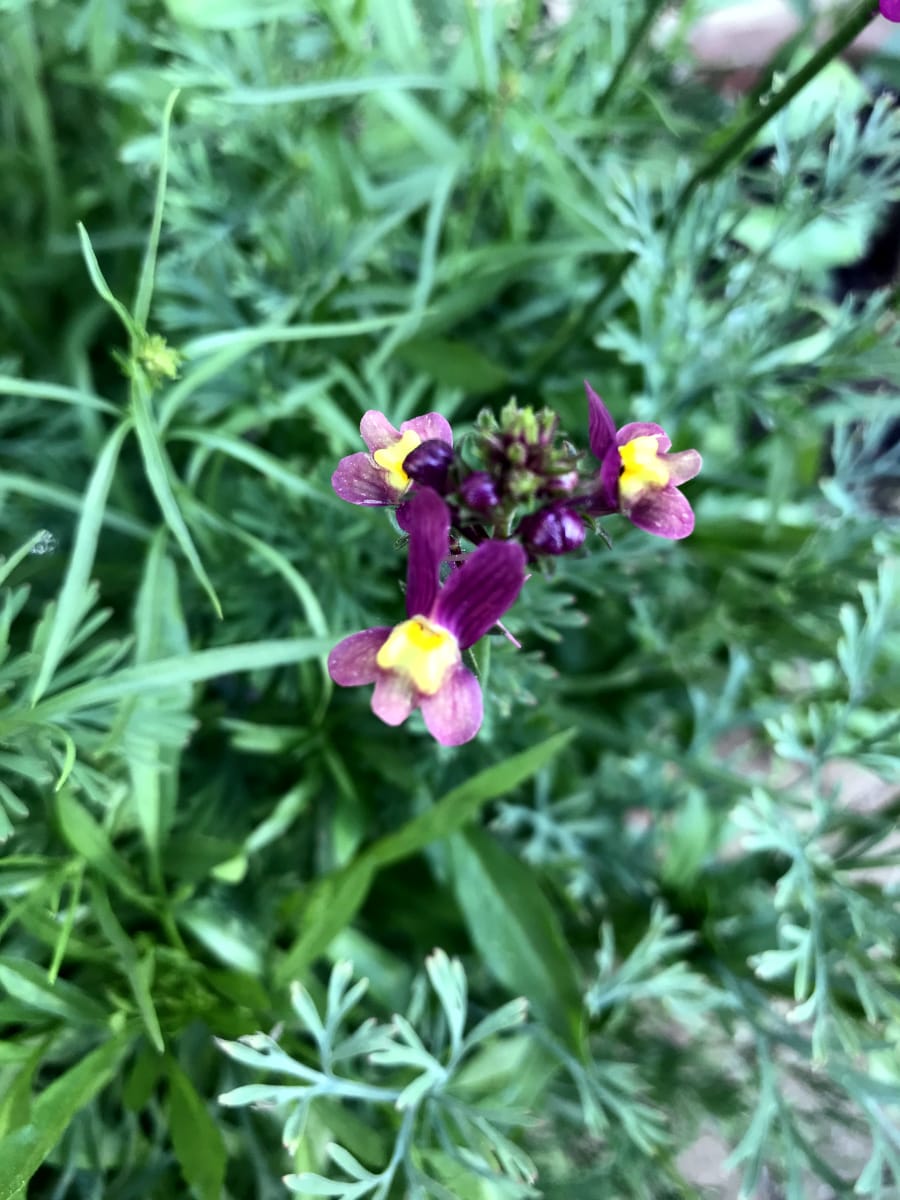 American Prairie Wildflower Seed Mix