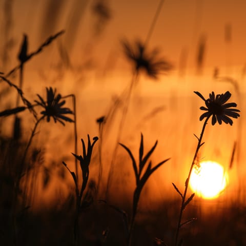 American Prairie Wildflower Seed Mix