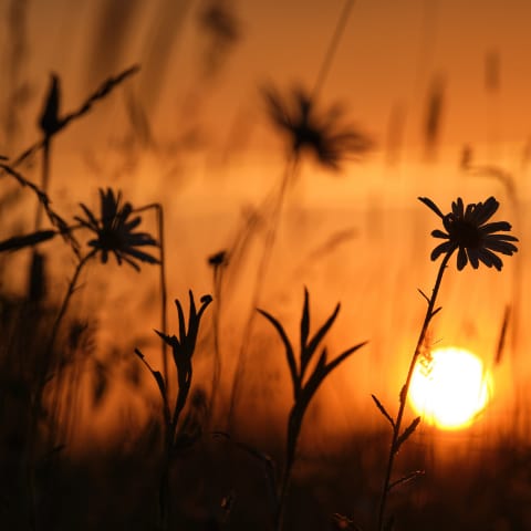 American Prairie Wildflower Seed Mix American Prairie Wildflower Seed Mix