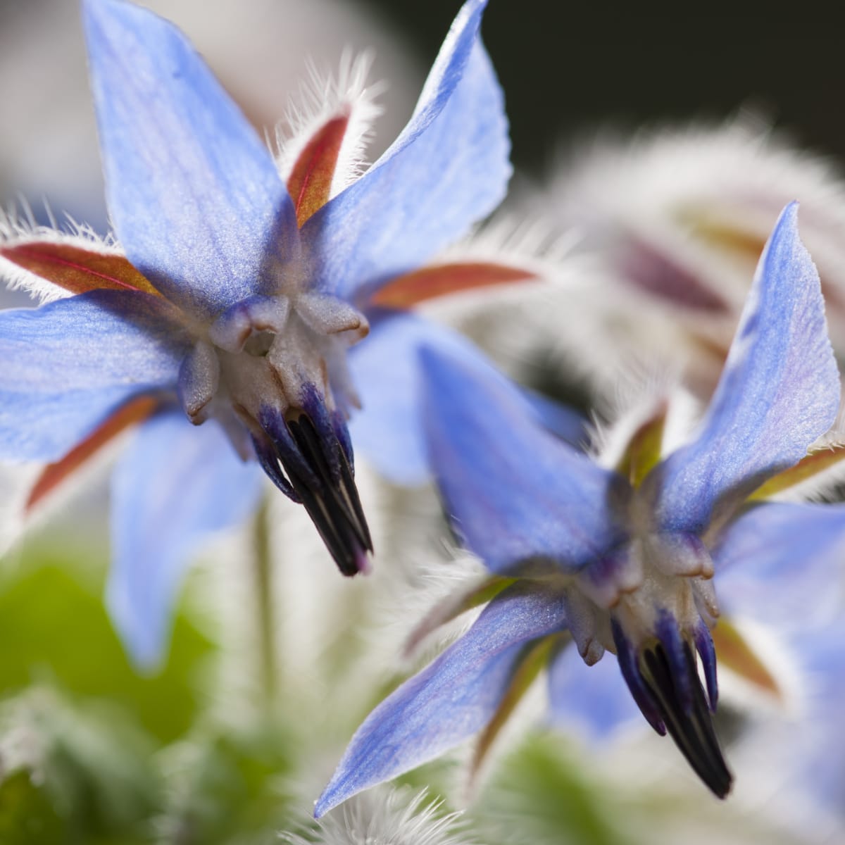 Borage Borage