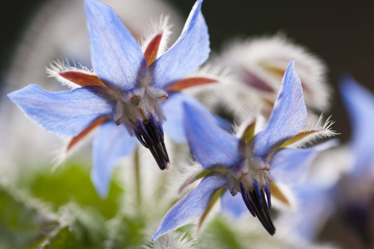 Borage Borage