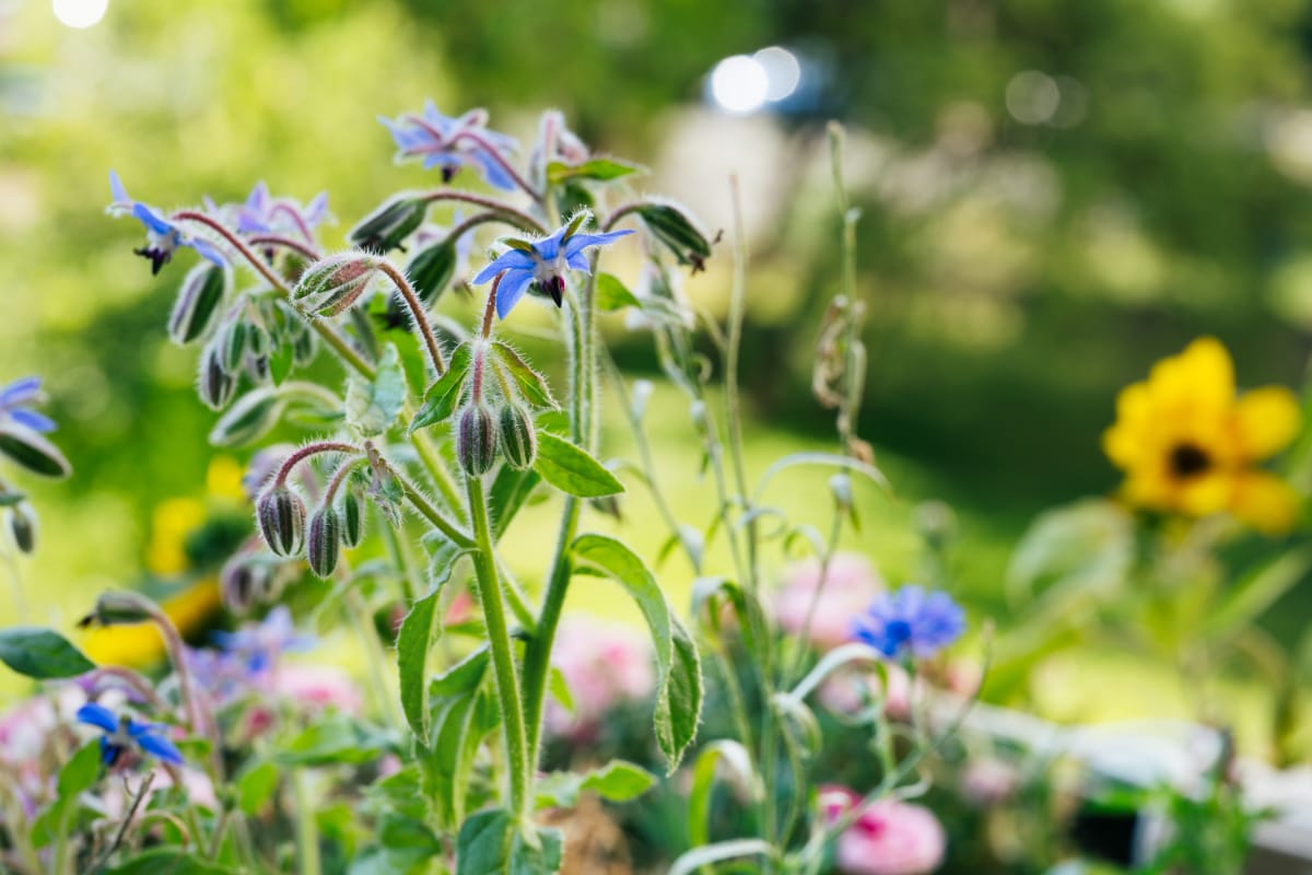 Borage