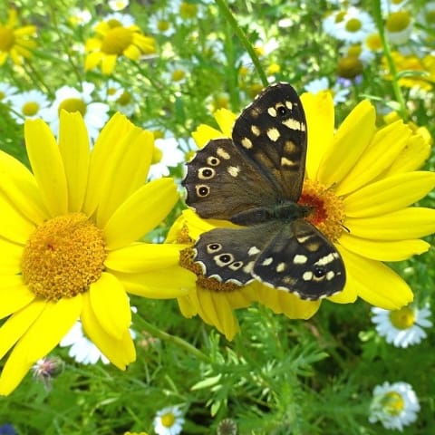 Buy Corn Marigold Seeds Suffolk Christinas Seeds