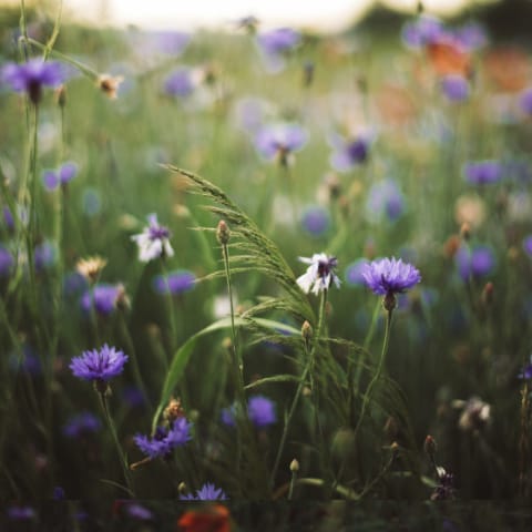 Cornflower