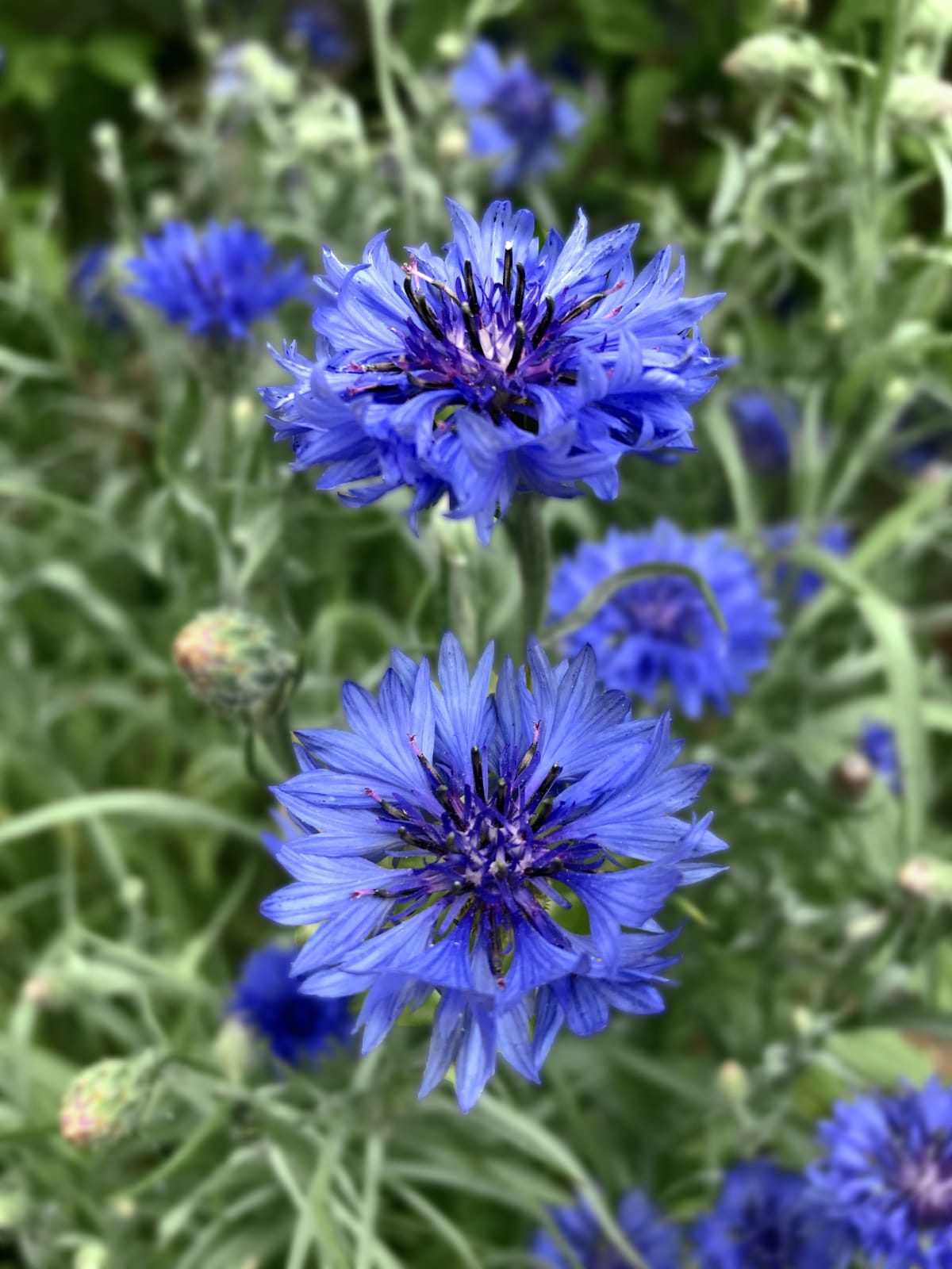 Cornflower