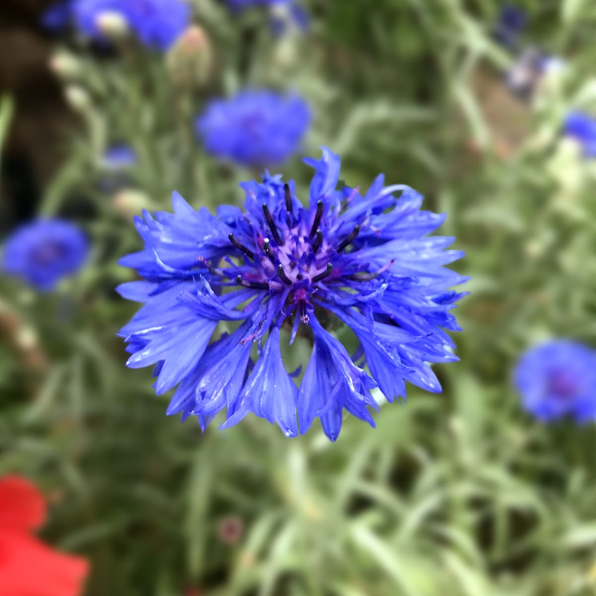 Cornflower