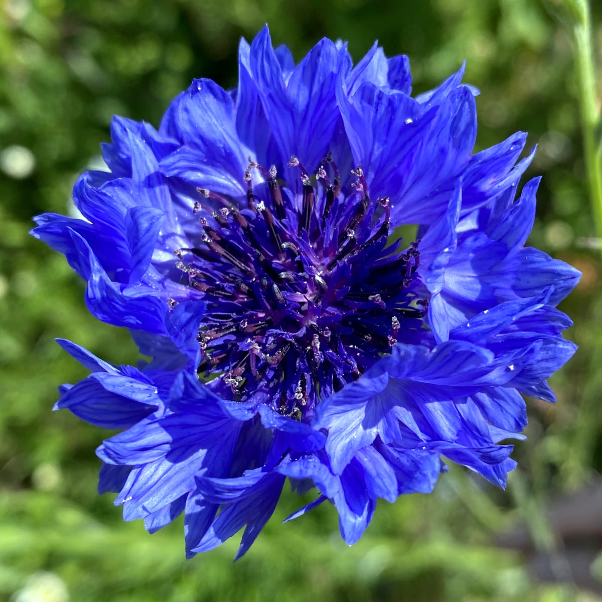 Cornflower