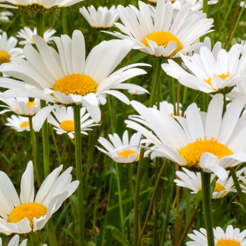 Oxeye Daisy