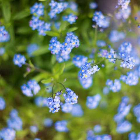 FLOWER FOCUS: Chinese Forget Me Not's - Floret Flowers