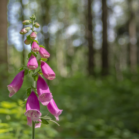 Foxglove