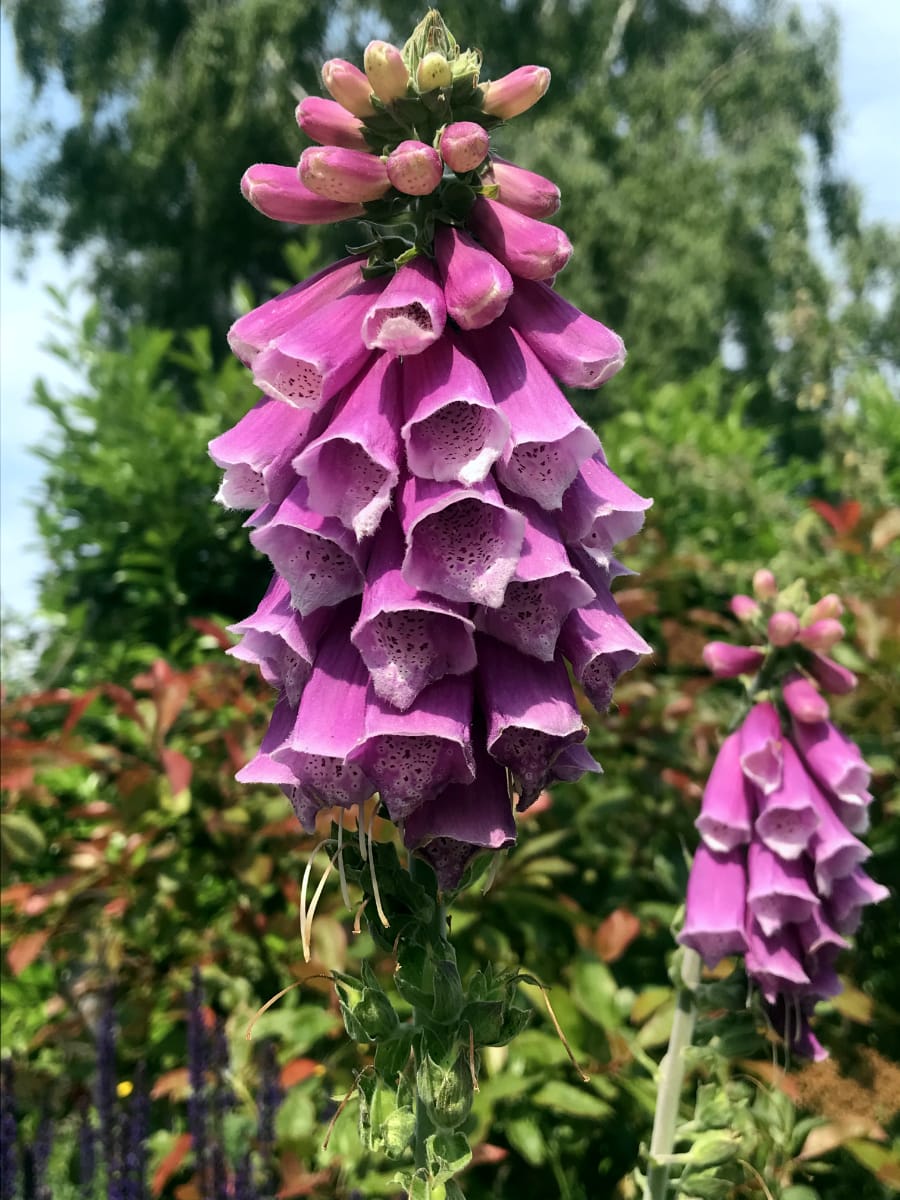 Foxglove