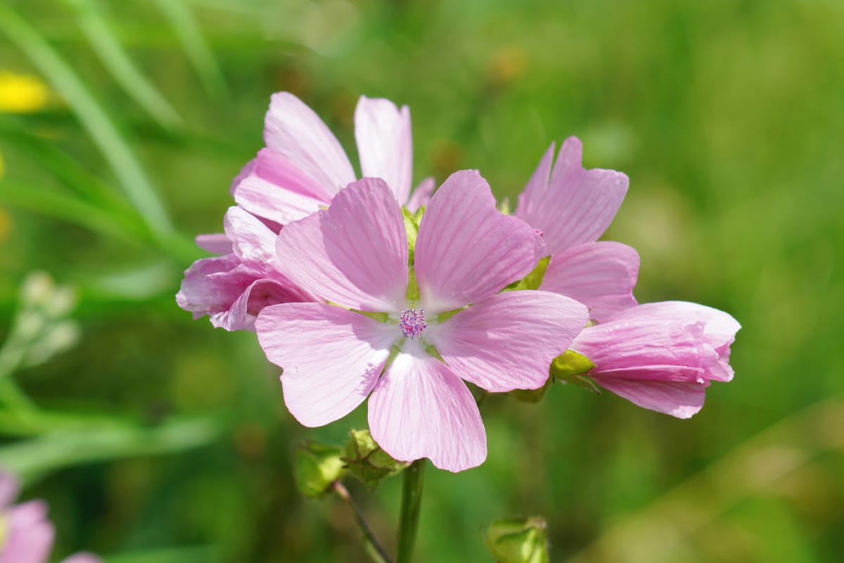 Musk Mallow