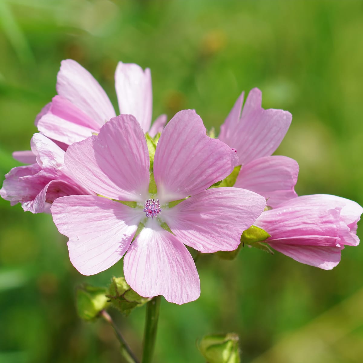 Malloww Musk Mallow Seed (Malva moschata) - Suffolk | Christinas