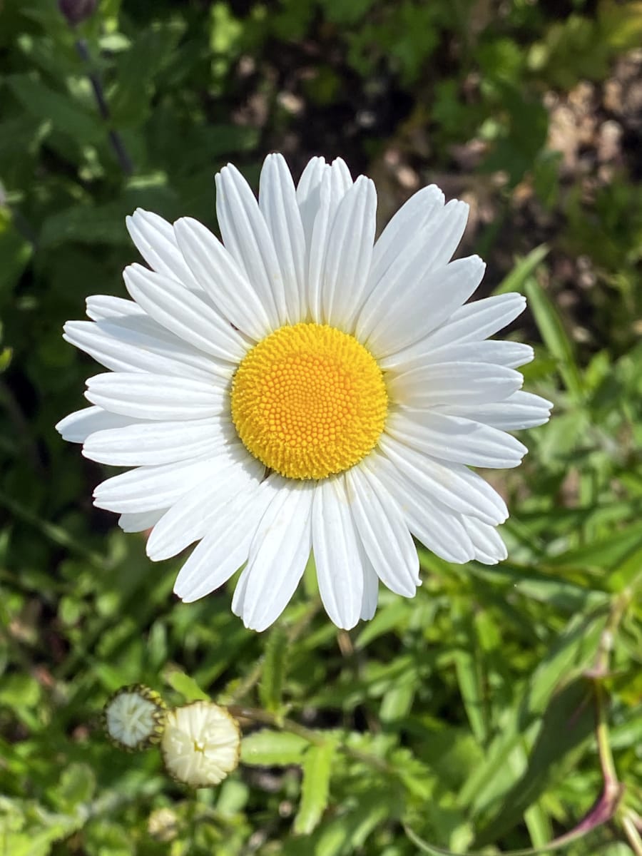 Oxeye Daisy