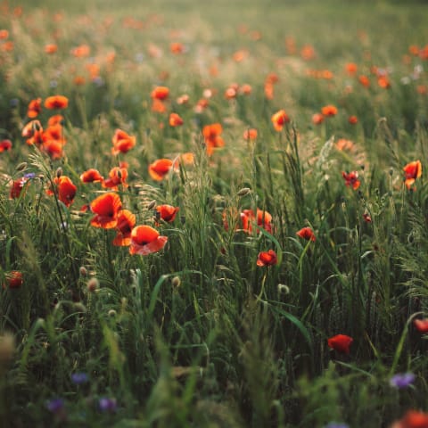 Field Poppy