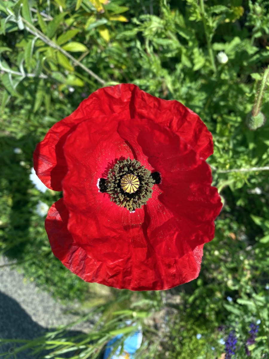 Field Poppy