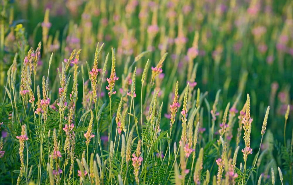 Sainfoin