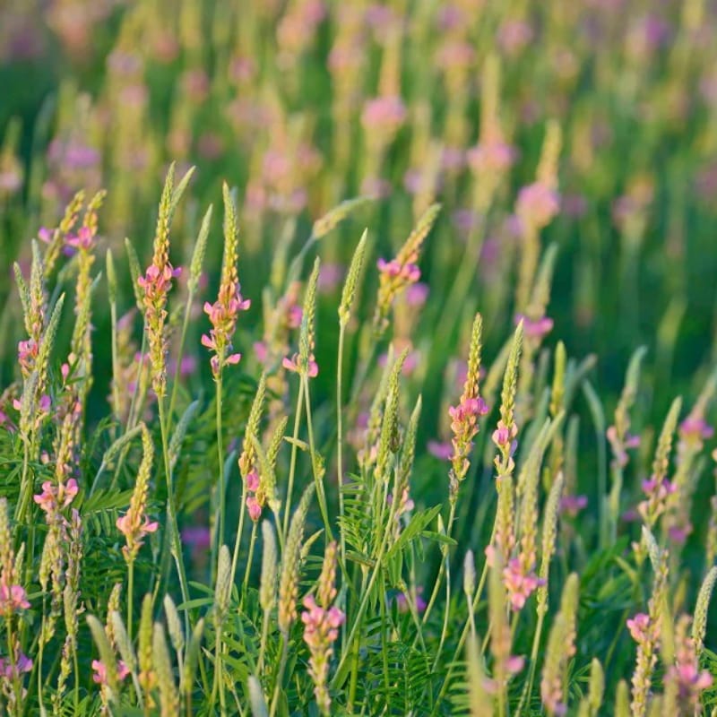 Sainfoin