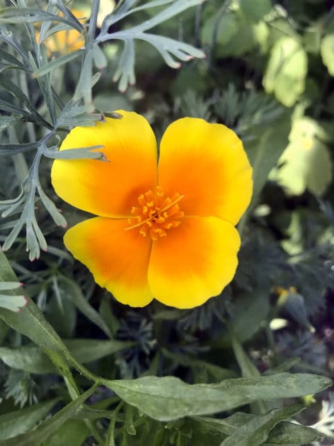 Drought Tolerant Flower Seeds
