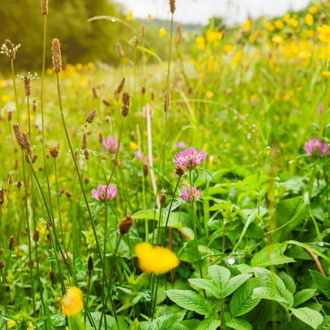 British Wildflowers for Lawns Seed Mix