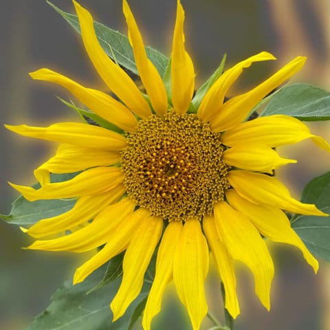 Sunflower Dwarf