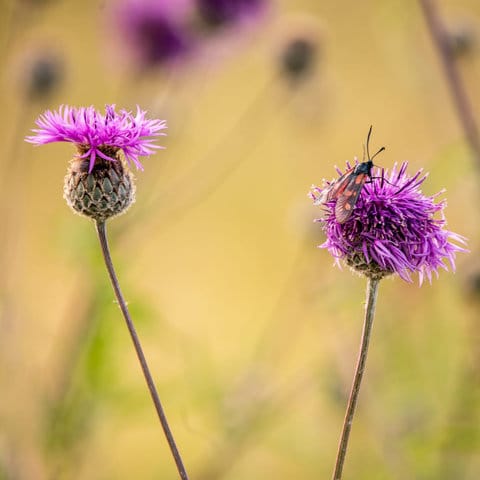 Shade Loving Border Seed Mix