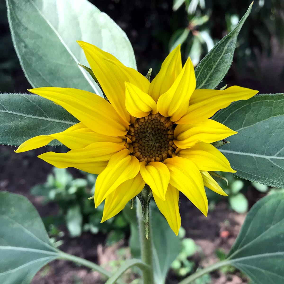 Sunflower Dwarf