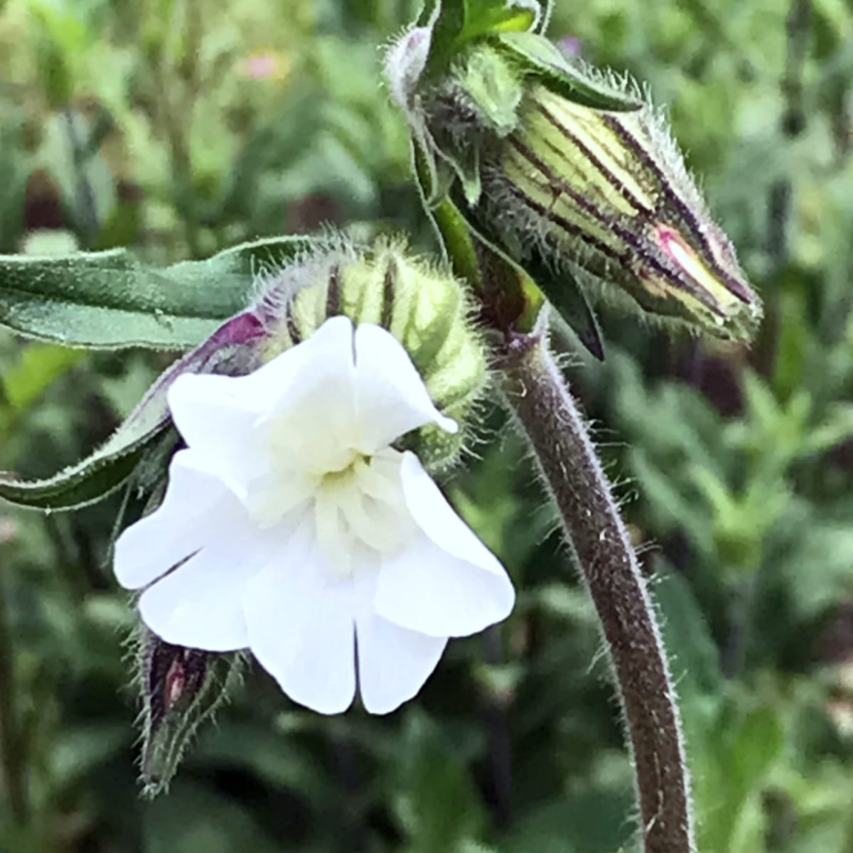 White Campion